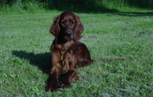 Pictures Of Irish Setter