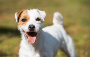 Pictures Of Jack Russell Terrie