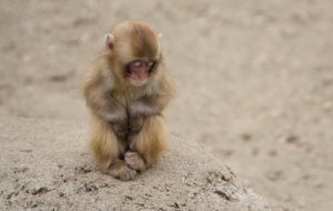 Pictures Of Japanese Macaque