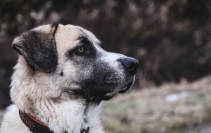 Pictures Of Kangal Dog