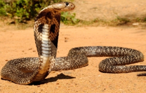 Pictures Of King Cobra