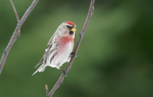 Сommon Redpoll 4K