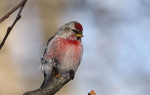 Сommon Redpoll Background