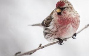 Сommon Redpoll Computer Wallpaper