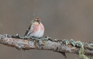 Сommon Redpoll Desktop