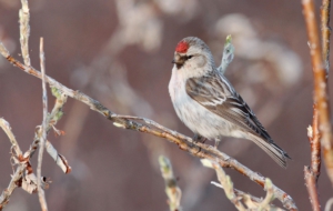 Сommon Redpoll Desktop Images