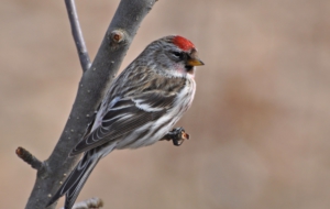 Сommon Redpoll Desktop Wallpaper