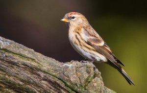 Сommon Redpoll Download