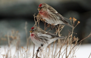 Сommon Redpoll Download Free Backgrounds HD