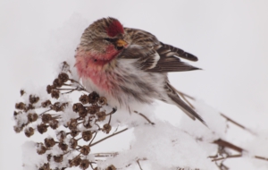 Сommon Redpoll Free Download