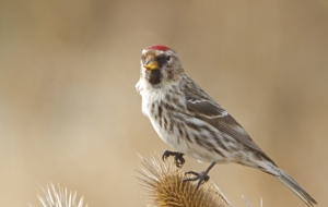 Сommon Redpoll For Desktop