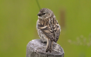 Сommon Redpoll For Desktop Background