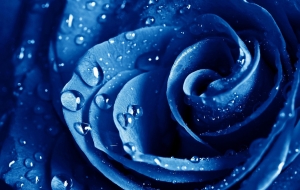 Blue Roses HD