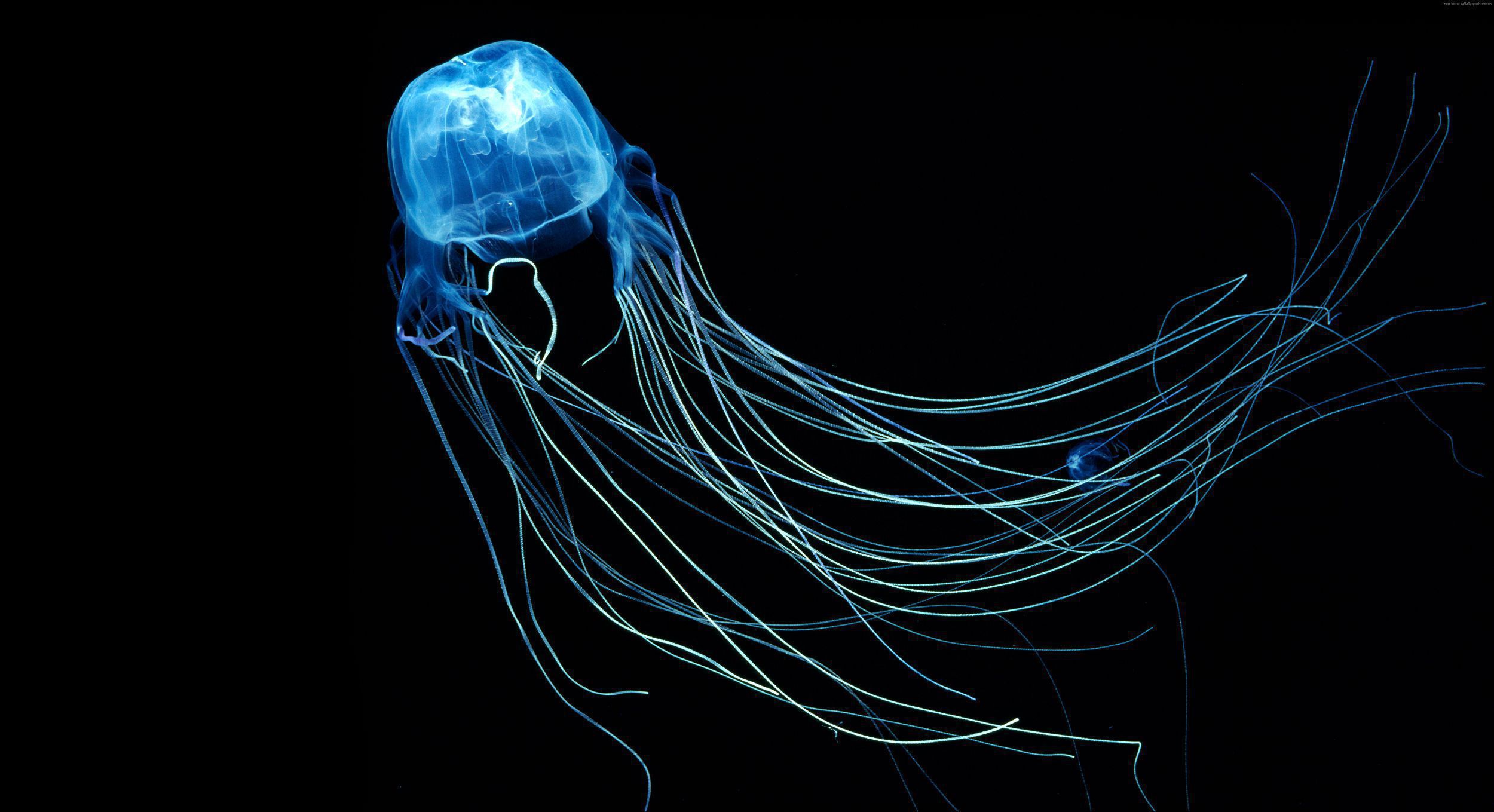 Box Jellyfish Beautiful