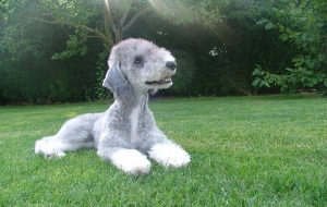Bedlington Terrier Images