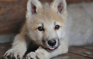Picture Baby Wolf