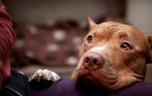 American Bully Wallpaper