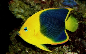 Angel Fish Computer Wallpaper