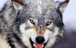 Angry Wolf Pictures